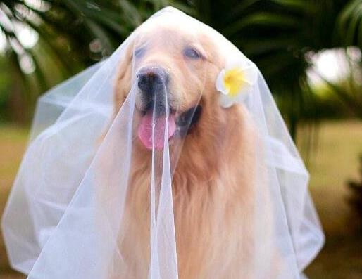 養金毛的十大壞處,毛長愛掉毛、飯量大的“缺點”很可愛