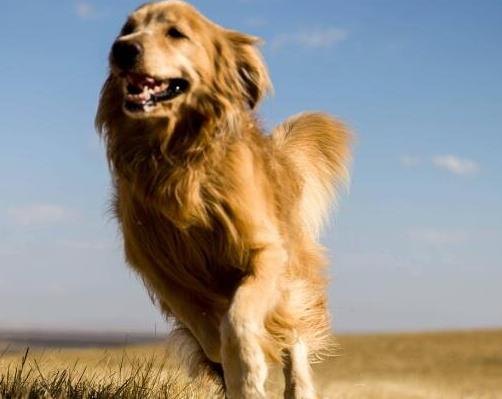 養金毛的十大壞處,毛長愛掉毛、飯量大的“缺點”很可愛