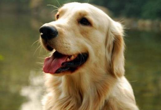 養金毛的十大壞處,毛長愛掉毛、飯量大的“缺點”很可愛