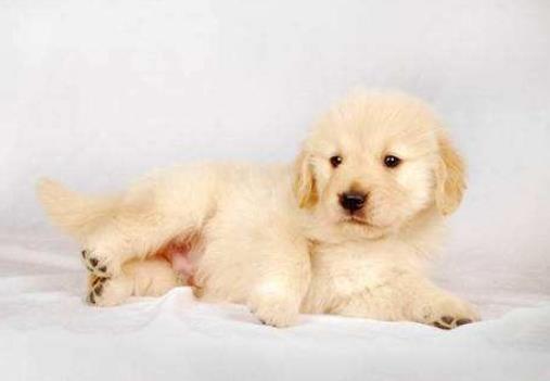 養金毛的十大壞處,毛長愛掉毛、飯量大的“缺點”很可愛