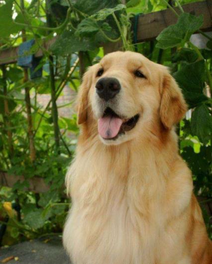 養金毛的十大壞處,毛長愛掉毛、飯量大的“缺點”很可愛