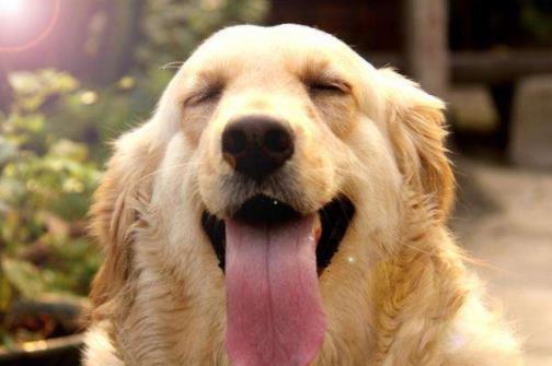 養金毛的十大壞處,毛長愛掉毛、飯量大的“缺點”很可愛