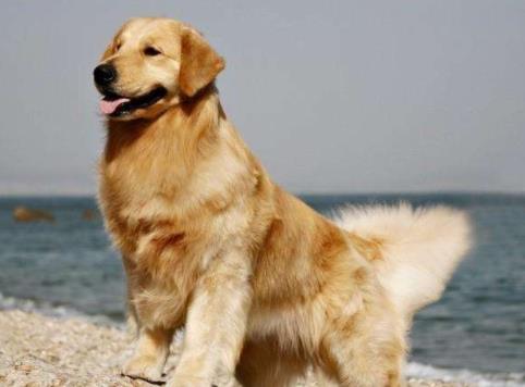 養金毛的十大壞處,毛長愛掉毛、飯量大的“缺點”很可愛