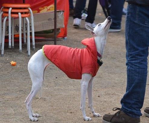 最怕冷的十種狗排名,吉娃娃、中國(guó)冠毛犬毛少體型小