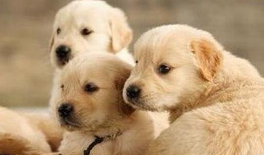 樓房最適合養(yǎng)的狗排行榜,博美能看家,比熊不掉毛好打理