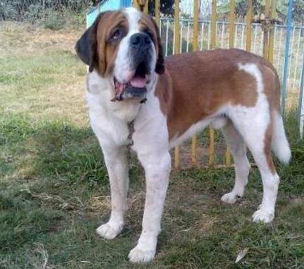 世界上最大的十個狗品種排名,大丹犬、俄羅斯高加索犬很霸氣