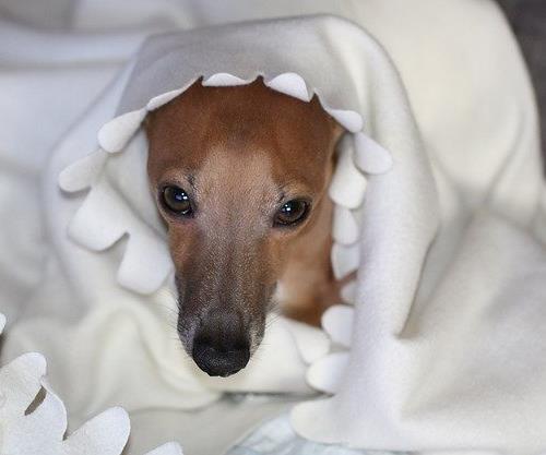 最怕冷的十種狗排名,吉娃娃、中國(guó)冠毛犬毛少體型小