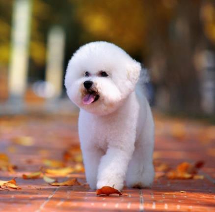 樓房最適合養(yǎng)的狗排行榜,博美能看家,比熊不掉毛好打理