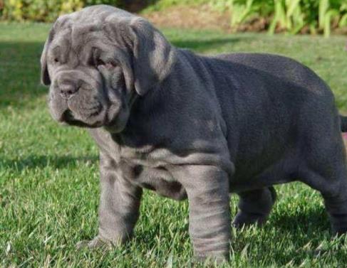 世界上最大的十個狗品種排名,大丹犬、俄羅斯高加索犬很霸氣