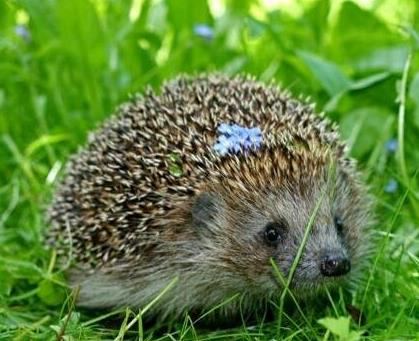 耐養便宜的寵物排行榜,花枝鼠容易飼養,麝香龜淘氣好玩