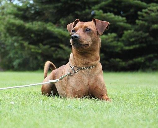 最怕冷的十種狗排名,吉娃娃、中國(guó)冠毛犬毛少體型小