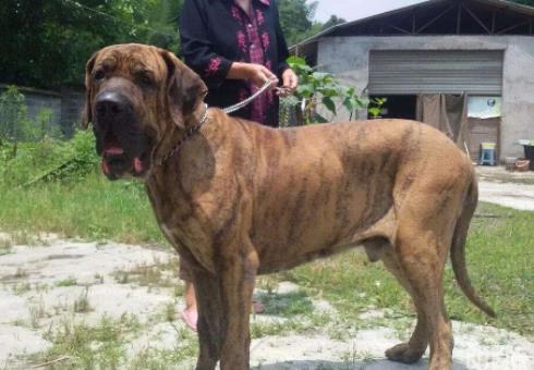 世界上最大的十個狗品種排名,大丹犬、俄羅斯高加索犬很霸氣