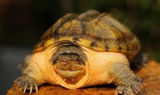 耐養便宜的寵物排行榜,花枝鼠容易飼養,麝香龜淘氣好玩