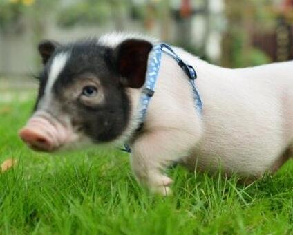 耐養便宜的寵物排行榜,花枝鼠容易飼養,麝香龜淘氣好玩