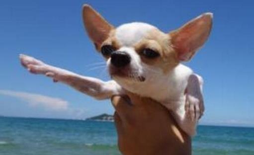 樓房最適合養(yǎng)的狗排行榜,博美能看家,比熊不掉毛好打理