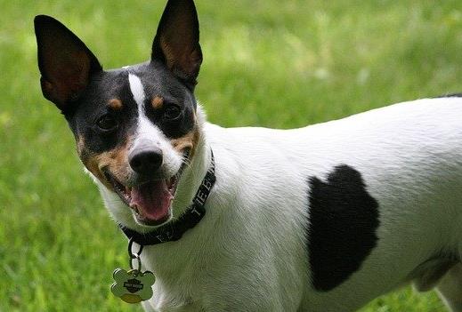 最怕冷的十種狗排名,吉娃娃、中國(guó)冠毛犬毛少體型小