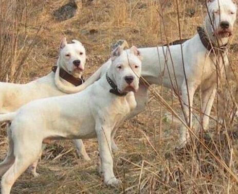 世界上最大的十個狗品種排名,大丹犬、俄羅斯高加索犬很霸氣