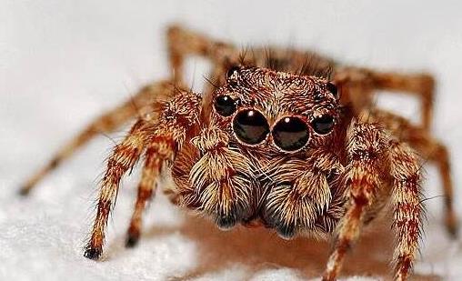 耐養便宜的寵物排行榜,花枝鼠容易飼養,麝香龜淘氣好玩