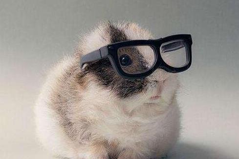 耐養便宜的寵物排行榜,花枝鼠容易飼養,麝香龜淘氣好玩