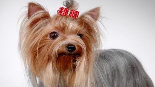 樓房最適合養(yǎng)的狗排行榜,博美能看家,比熊不掉毛好打理