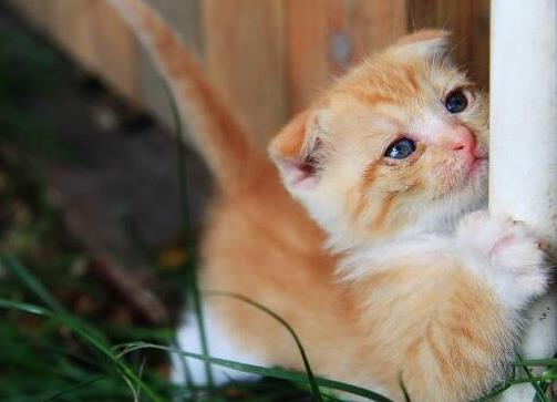 耐養便宜的寵物排行榜,花枝鼠容易飼養,麝香龜淘氣好玩