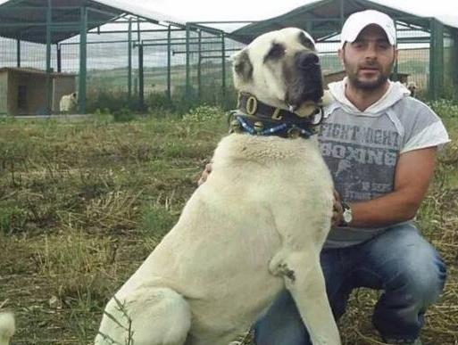 世界上最大的十個狗品種排名,大丹犬、俄羅斯高加索犬很霸氣