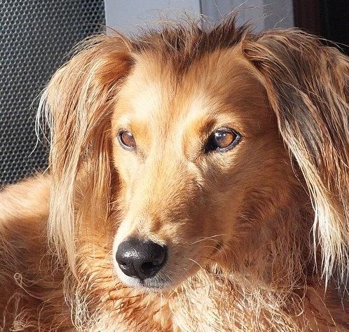 最怕冷的十種狗排名,吉娃娃、中國(guó)冠毛犬毛少體型小