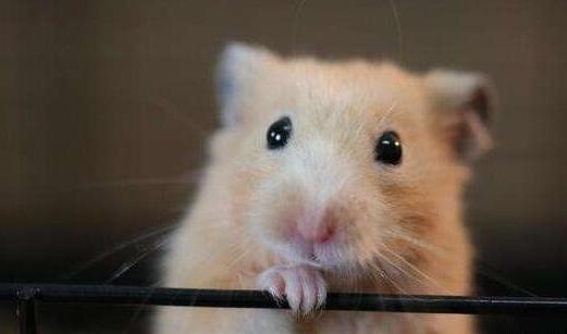 耐養便宜的寵物排行榜,花枝鼠容易飼養,麝香龜淘氣好玩