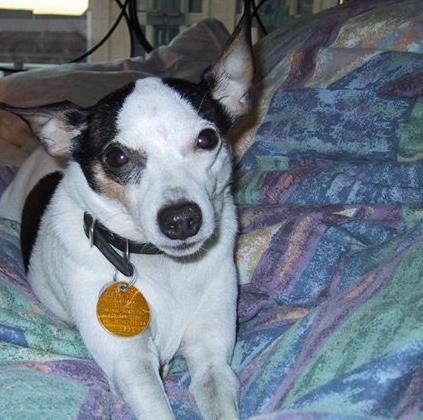 最怕冷的十種狗排名,吉娃娃、中國(guó)冠毛犬毛少體型小