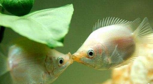 耐養便宜的寵物排行榜,花枝鼠容易飼養,麝香龜淘氣好玩