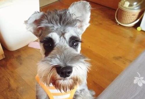 樓房最適合養(yǎng)的狗排行榜,博美能看家,比熊不掉毛好打理