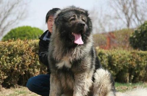 世界上最大的十個狗品種排名,大丹犬、俄羅斯高加索犬很霸氣