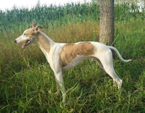 最怕冷的十種狗排名,吉娃娃、中國(guó)冠毛犬毛少體型小