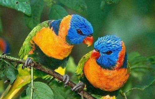 耐養便宜的寵物排行榜,花枝鼠容易飼養,麝香龜淘氣好玩