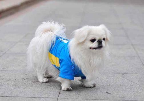 樓房最適合養(yǎng)的狗排行榜,博美能看家,比熊不掉毛好打理