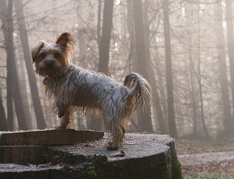 最怕冷的十種狗排名,吉娃娃、中國(guó)冠毛犬毛少體型小