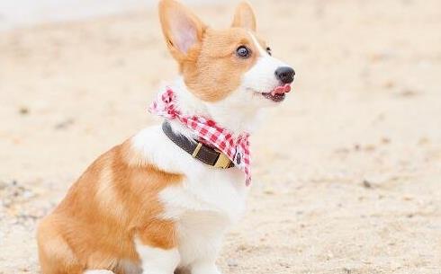 樓房最適合養(yǎng)的狗排行榜,博美能看家,比熊不掉毛好打理