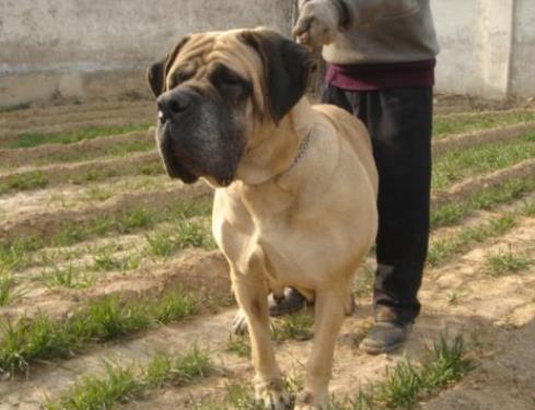 世界上最大的十個狗品種排名,大丹犬、俄羅斯高加索犬很霸氣