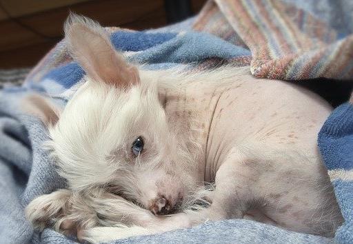 最怕冷的十種狗排名,吉娃娃、中國(guó)冠毛犬毛少體型小