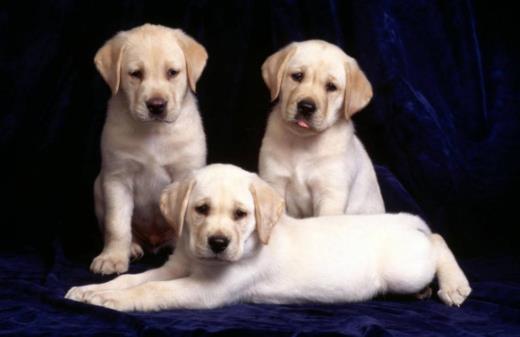 樓房最適合養(yǎng)的狗排行榜,博美能看家,比熊不掉毛好打理