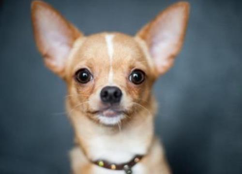 世界十大小型犬排名,迷你雪納瑞是優良家庭犬,比熊犬嬌小強健