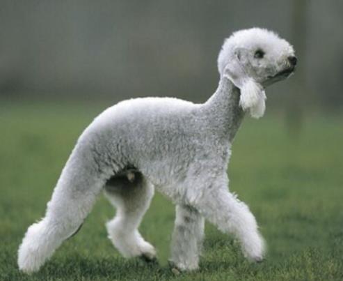 世界中型犬排行榜,葡萄牙水犬英勇無畏,薩摩耶稱為“微笑天使”