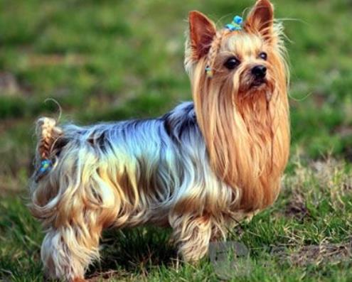 世界十大小型犬排名,迷你雪納瑞是優良家庭犬,比熊犬嬌小強健