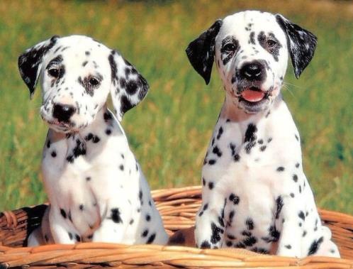 世界中型犬排行榜,葡萄牙水犬英勇無畏,薩摩耶稱為“微笑天使”