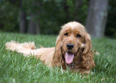 世界中型犬排行榜,葡萄牙水犬英勇無畏,薩摩耶稱為“微笑天使”