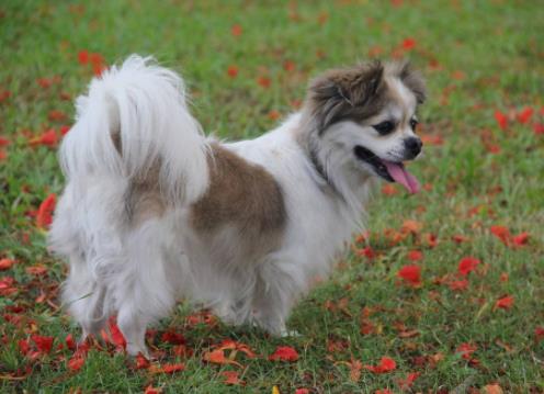 世界十大小型犬排名,迷你雪納瑞是優良家庭犬,比熊犬嬌小強健