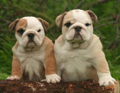 世界中型犬排行榜,葡萄牙水犬英勇無畏,薩摩耶稱為“微笑天使”