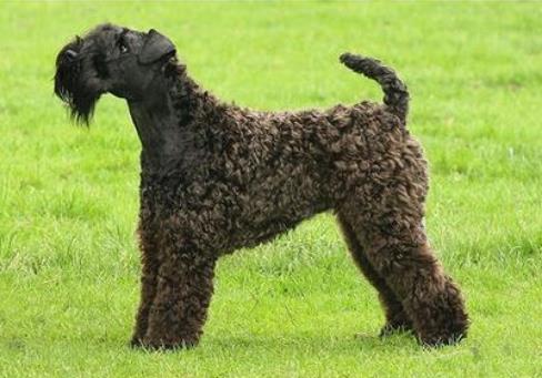 世界中型犬排行榜,葡萄牙水犬英勇無畏,薩摩耶稱為“微笑天使”