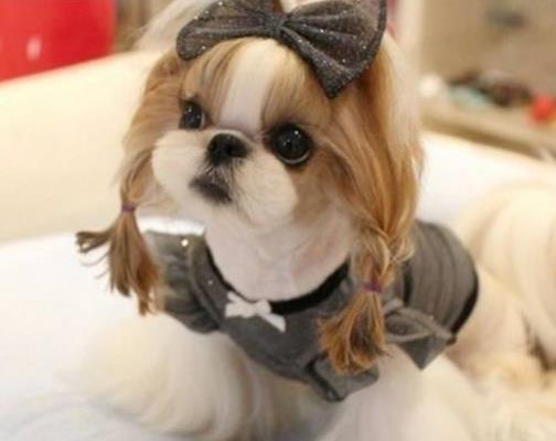 世界十大小型犬排名,迷你雪納瑞是優良家庭犬,比熊犬嬌小強健