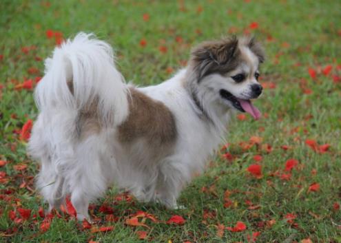 世界十大小型犬排名,迷你雪納瑞是優良家庭犬,比熊犬嬌小強健